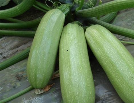 吃瓜情报处网红,揭秘吃瓜情报处的幕后故事