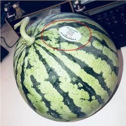 宜都网红吃瓜,揭秘当地美食背后的故事