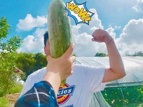 最近网红吃瓜群众,揭秘娱乐圈最新热点事件