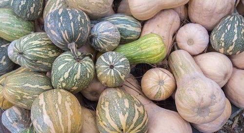 瓜网免费吃瓜程女士