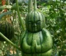 纽约网红吃瓜事件真相,揭秘背后真相与争议